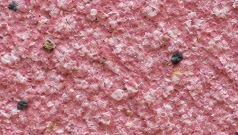 DP49 cotton plaster texture close-up